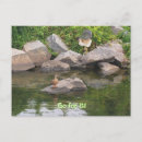 Zoek naar motivatie afbeeldingen briefkaarten Katten