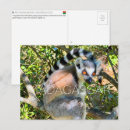 Zoek naar maki briefkaarten Wilde dieren