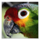 Zoek naar papegaai foto posters Dier