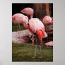 Zoek naar runder posters Paard