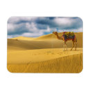 Zoek naar camel magneten Woestijn