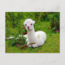 Zoek naar alpacas briefkaarten Schattig