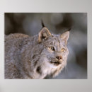 Zoek naar felis posters Lynx