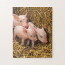Zoek naar varkens puzzels Biggen