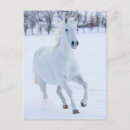 Zoek naar witte paarden briefkaarten Winter