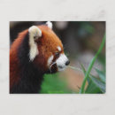 Zoek naar bruine kleur briefkaarten Dier