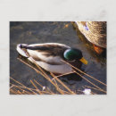 Zoek naar hout briefkaarten Elk persoon