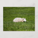 Zoek naar landbouw briefkaarten Schapen