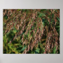 Zoek naar grassen posters Voor haar