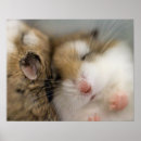 Zoek naar hamster kunst Gezelschapsdieren