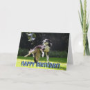 Zoek naar collie hond kaarten Grappig
