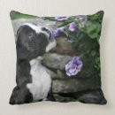 Zoek naar pantser kussens Foto