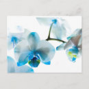 Zoek naar blauwe orchidee briefkaarten Voor iedereen