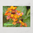 Zoek naar hawaï bloem briefkaarten Fotografie