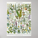 Zoek naar botanische druk posters Illustratie
