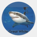 Zoek naar grote witte haai stickers Ocean