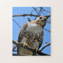 Zoek naar roofvogels puzzels Roodstaarthavik