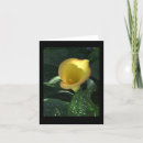 Zoek naar calla lily kaarten Leugenachtig