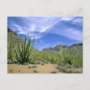 Zoek naar plant orgaan Arizona