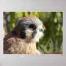 Zoek naar valk posters Foto