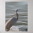 Zoek naar reigers posters Fotografie