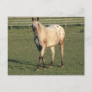 Zoek naar walking briefkaarten Paarden
