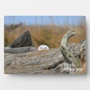 Zoek naar roofvogel fotoplaat Vogels