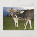 Zoek naar runderen briefkaarten Natuur