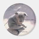 Zoek naar staffordshire bull terrier magneten Doodsbang