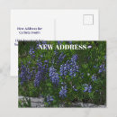 Zoek naar lupine briefkaarten Bloem