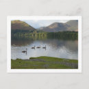 Zoek naar zwanen briefkaarten Landschap