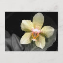 Zoek naar orchidee briefkaarten Bloem