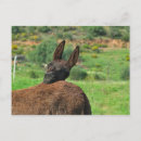 Zoek naar grappige ezel briefkaarten Foto