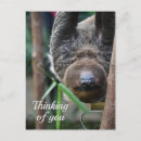 Zoek naar sloth briefkaarten Dier