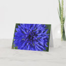 Zoek naar korenbloem kaarten Bloemen