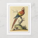 Zoek naar papegaai briefkaarten Cockatoo