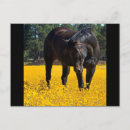 Zoek naar horse briefkaarten Equine