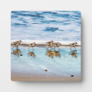 Zoek naar shorebird posters Golven