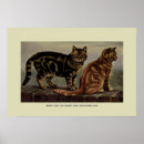 Zoek naar katten illustratie posters Schets