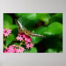 Zoek naar tuin vlinder posters Plant