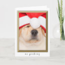 Zoek naar peking Puppy