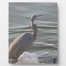 Zoek naar reiger fotografie Water