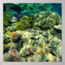 Zoek naar coral reef kunst Groot barrièrerif