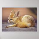 Zoek naar fennec posters Natuur