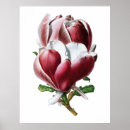 Zoek naar roze magnolia posters Voor hem/haar