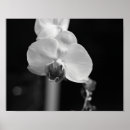 Zoek naar witte orchidee kunst Elk persoon