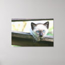 Zoek naar siamese cat kunst Huisdieren