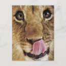 Zoek naar panthera leo briefkaarten Leeuw