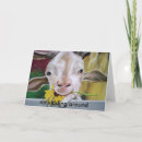 Zoek naar geit humor briefkaarten Grapje