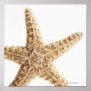 Zoek naar zeester posters Zeealife